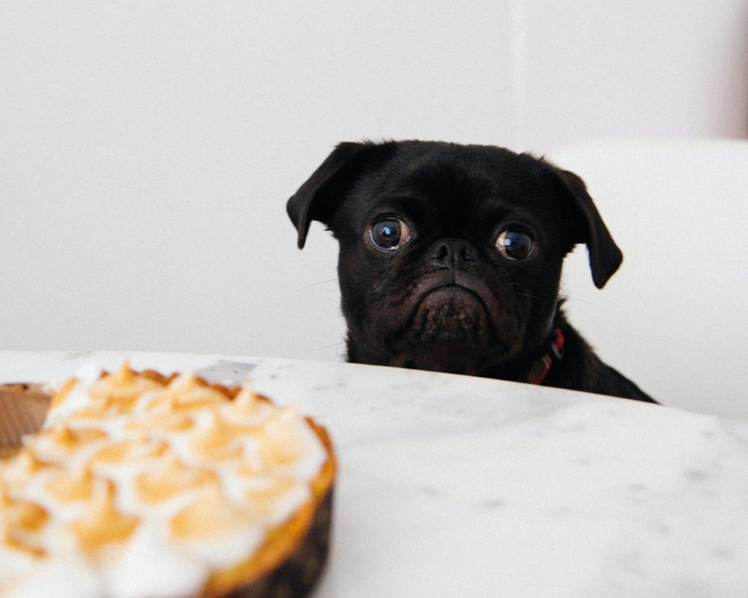 black pug looking at pie