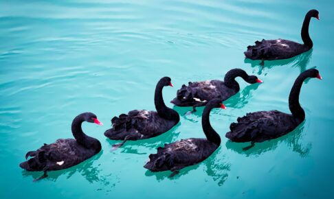 swan floating on sea