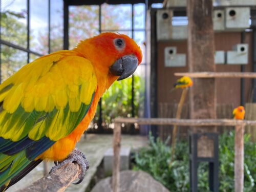 yellow green and red parrot
