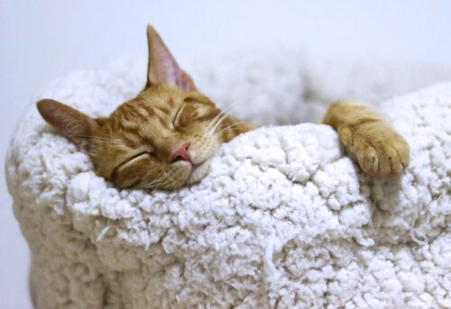 orange tabby cat sleeping on white pet bed