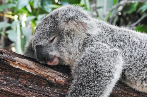 koala bear sleeping on tree