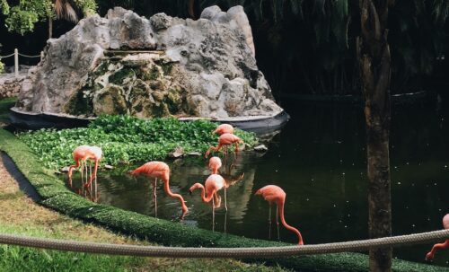 orange and white flamingos on water