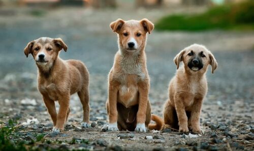 selective focus photography of three brown puppies