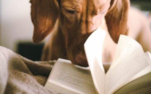 dog reading book during daytime