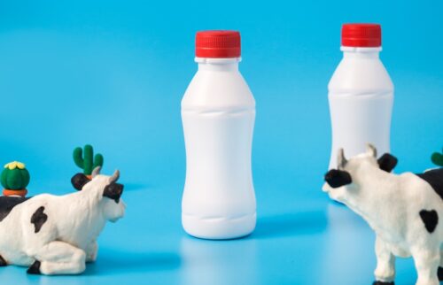 two black-and-white dairy cows looking on white bottles