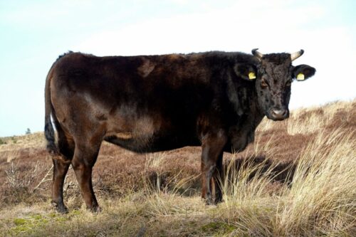 a black cow standing on top of a dry grass covered field