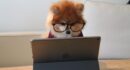 brown and white long coated small dog wearing eyeglasses on black laptop computer