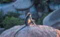 monkey sitting on big rock during daytime