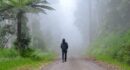 person in black jacket walking on pathway between green trees during foggy weather